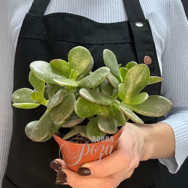 Крассула &laquo;Денежное дерево&raquo;