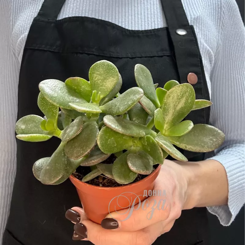 Крассула &laquo;Денежное дерево&raquo;