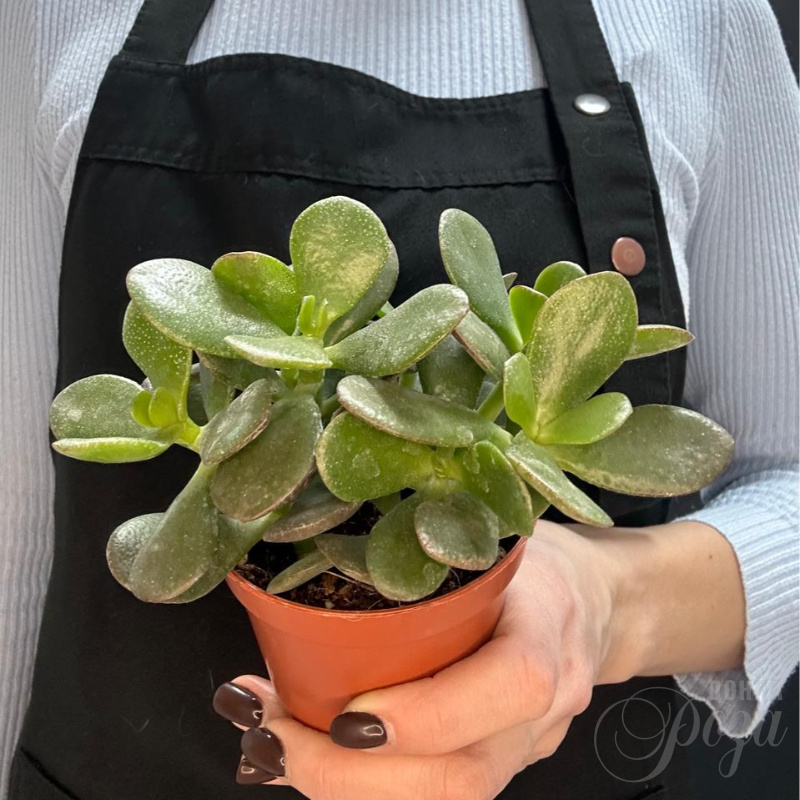 Крассула «Денежное дерево»