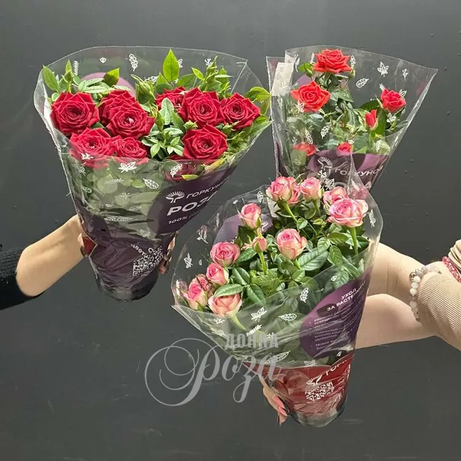 Крассула &laquo;Денежное дерево&raquo; 8