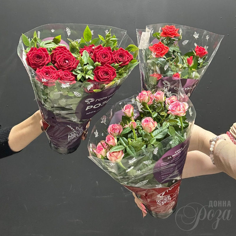 Крассула &laquo;Денежное дерево&raquo; 8