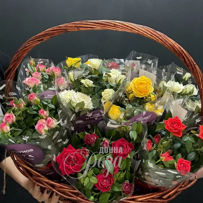 Крассула &laquo;Денежное дерево&raquo; 6