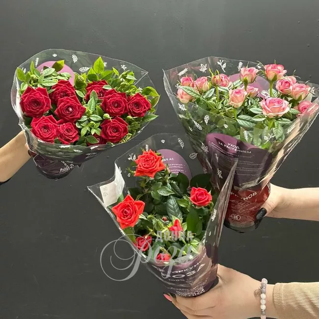 Крассула &laquo;Денежное дерево&raquo; 5