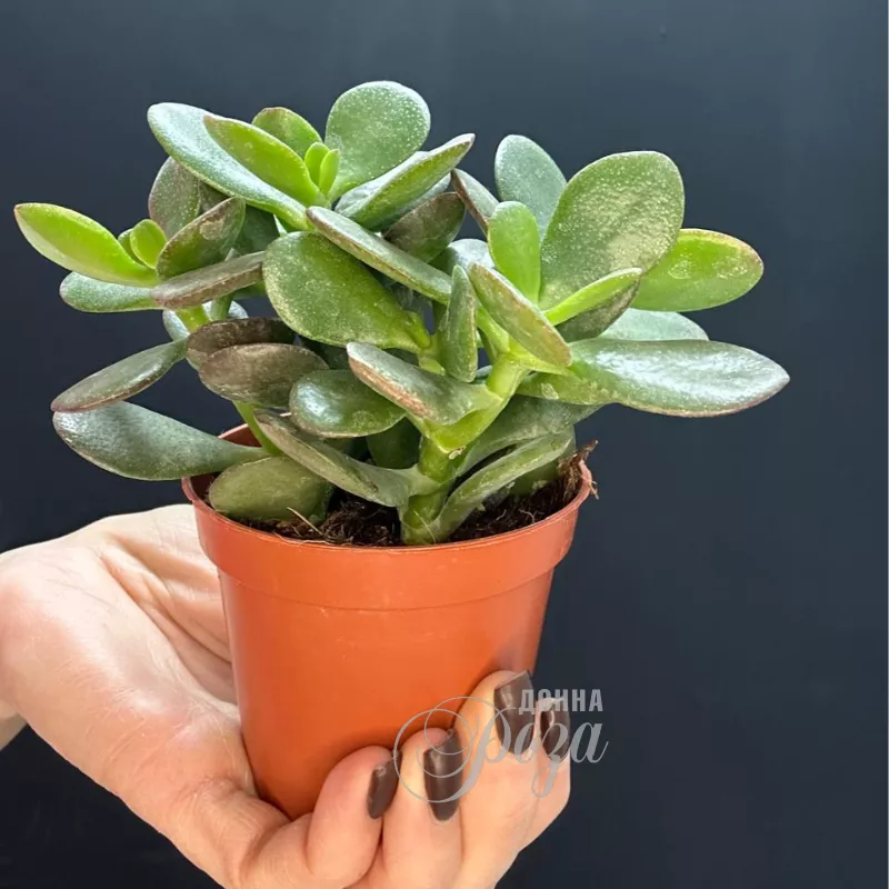 Крассула &laquo;Денежное дерево&raquo; 1