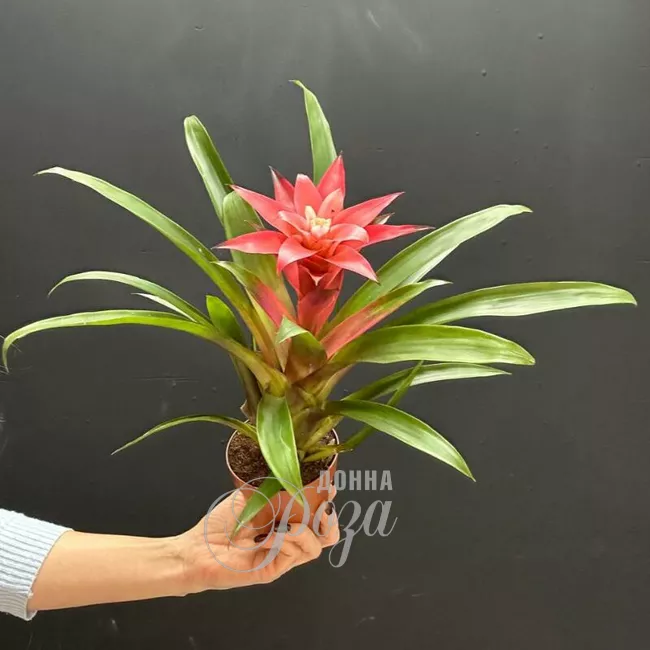 Гузмания комнатное растение