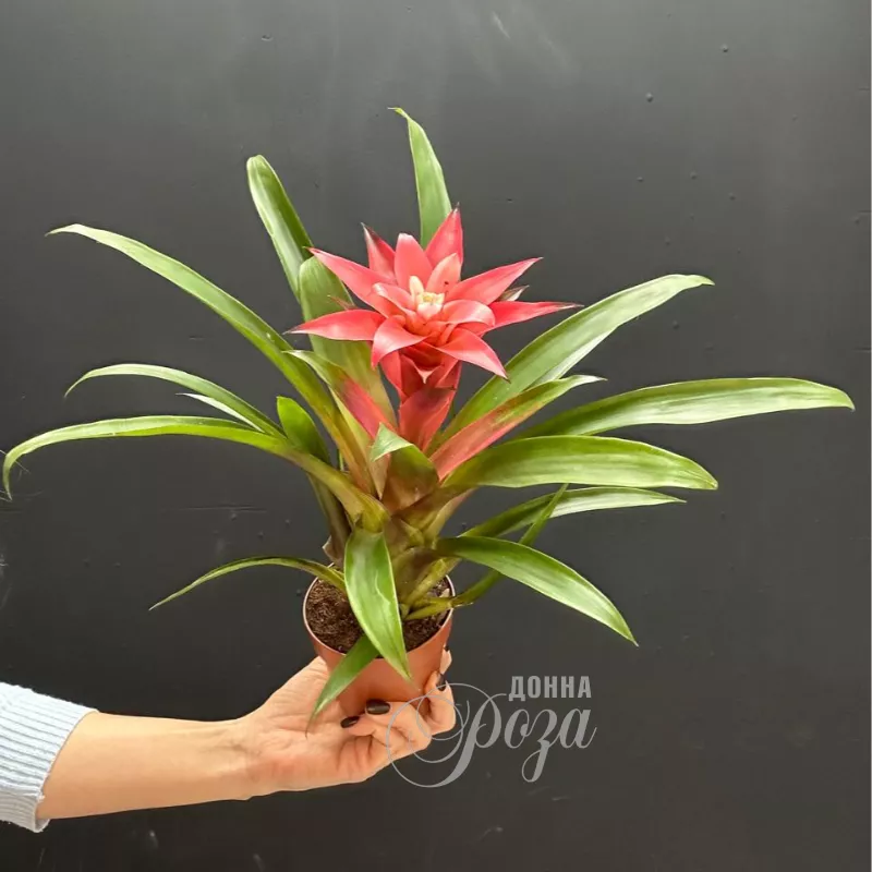 Гузмания комнатное растение