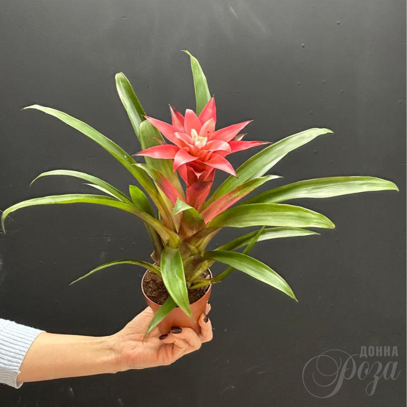 Гузмания комнатное растение