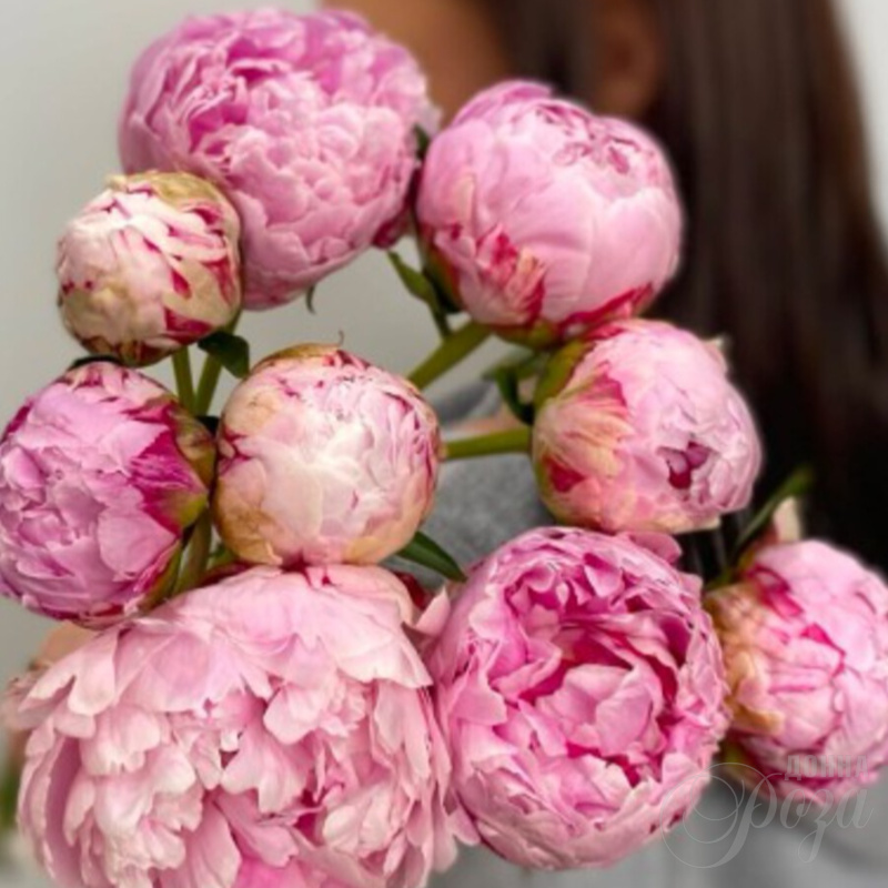 Букет "Пион»