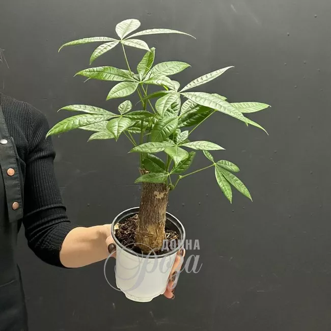 Комнатное растение Пахира Акватика (Дерево Счастья) 1