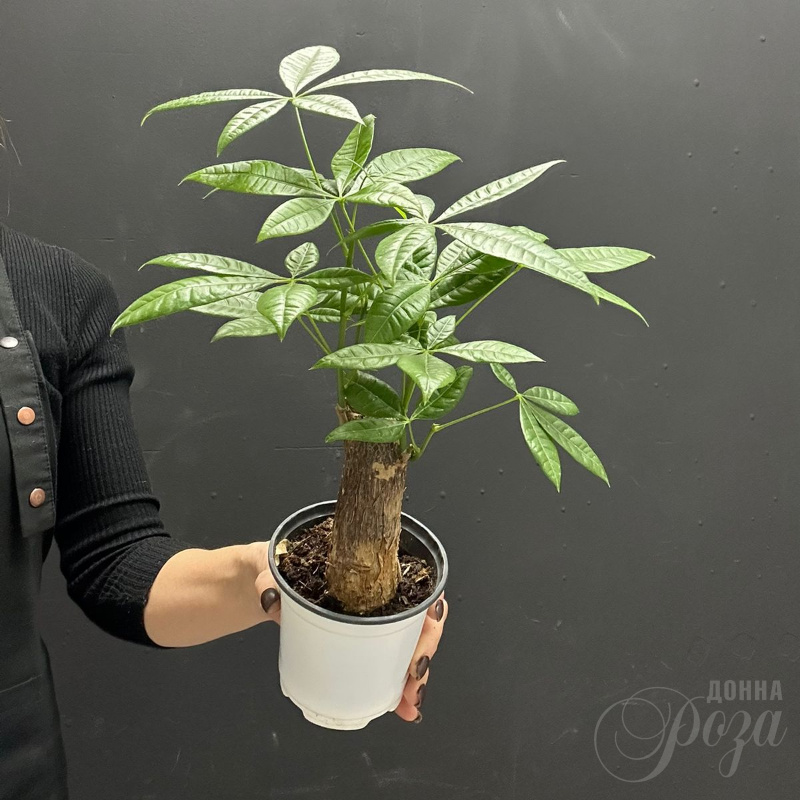 Комнатное растение Пахира Акватика (Дерево Счастья) 1