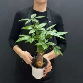 Комнатное растение Пахира Акватика (Дерево Счастья) от интернет-магазина «Донна Роза» в Кемерове