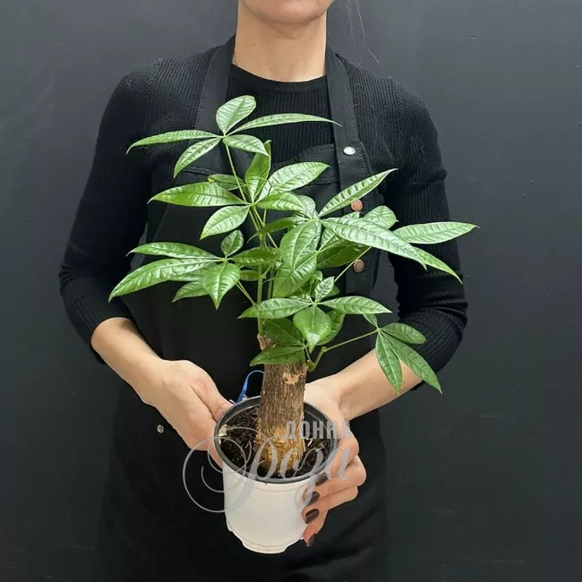 Комнатное растение Пахира Акватика (Дерево Счастья)