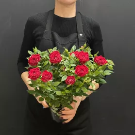 Роза Кордана Горшечное растение от интернет-магазина «Донна Роза» в Кемерове