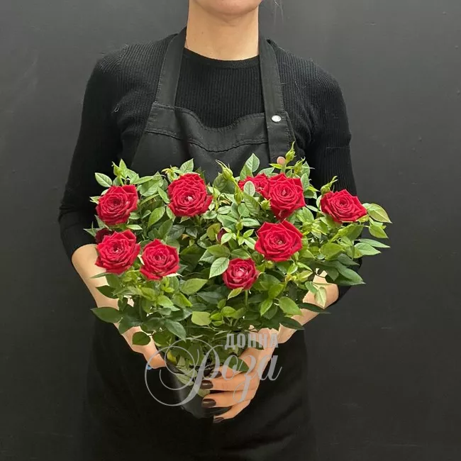 Роза Кордана Горшечное растение