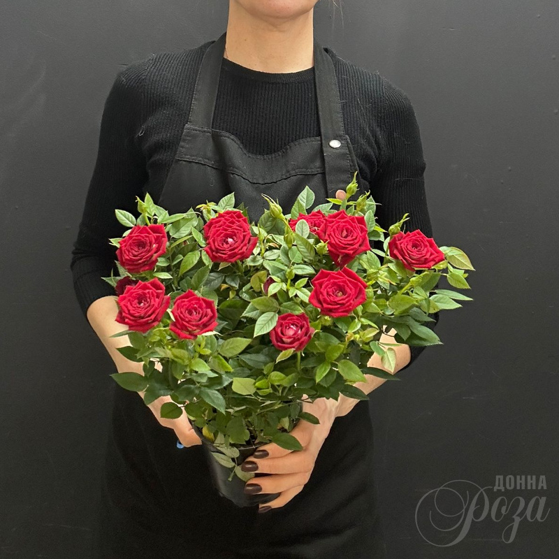 Роза Кордана Горшечное растение