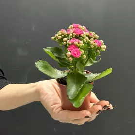 Каланхое Комнатное растение от интернет-магазина «Донна Роза» в Кемерове