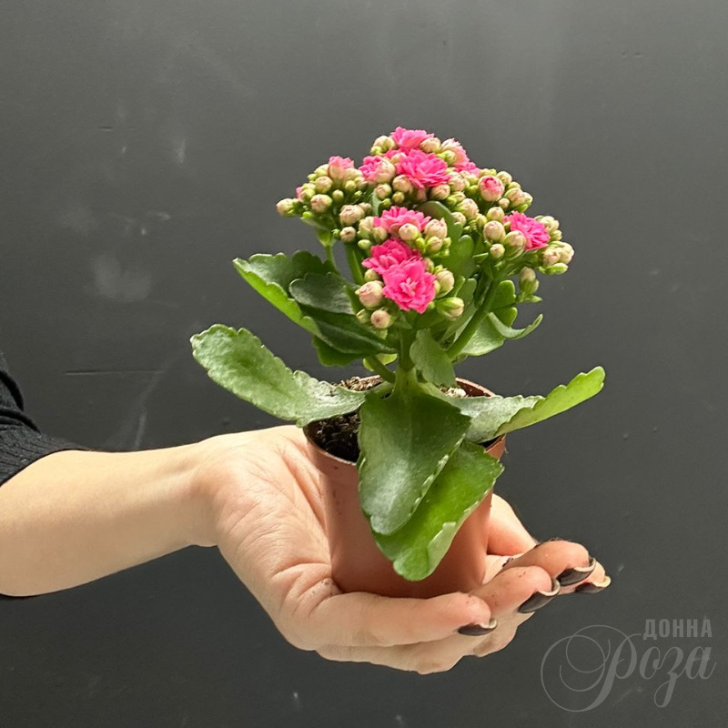 Каланхое Комнатное растение