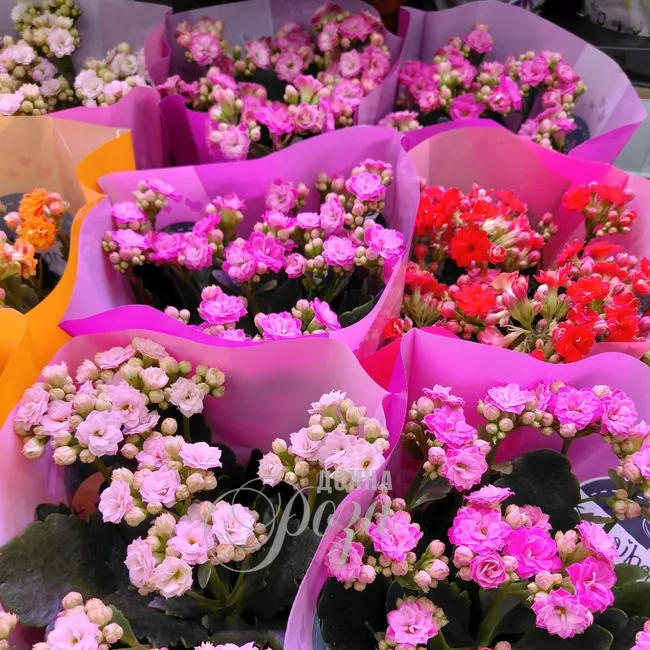 Каланхое Комнатное растение 2