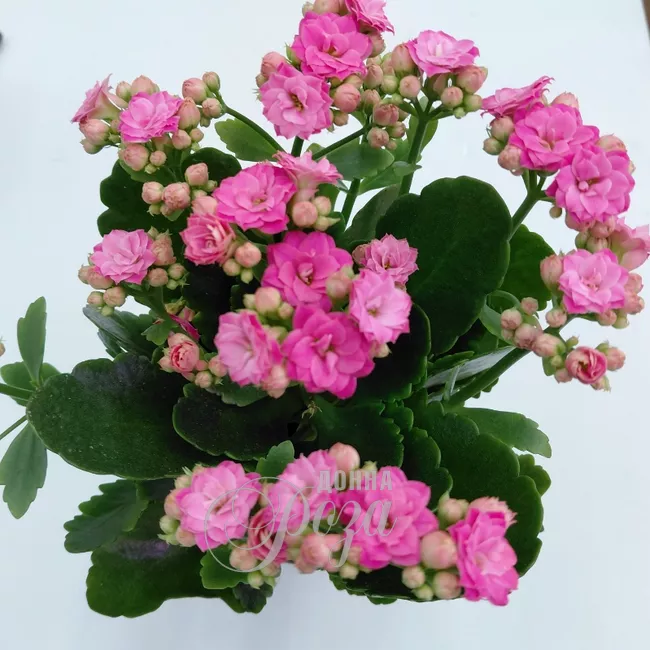 Каланхое Комнатное растение 1