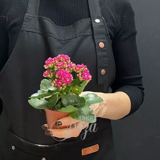 Каланхое Комнатное растение 1