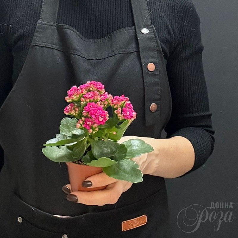 Каланхое Комнатное растение 1