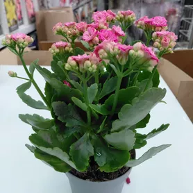 Каланхое Комнатное растение от интернет-магазина «Донна Роза» в Кемерово