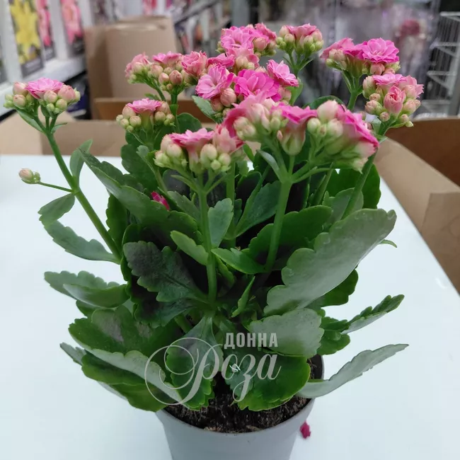 Каланхое Комнатное растение