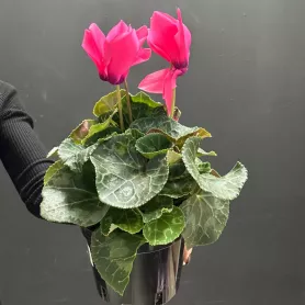 Цикломен горшечное растение от интернет-магазина «Донна Роза» в Кемерове