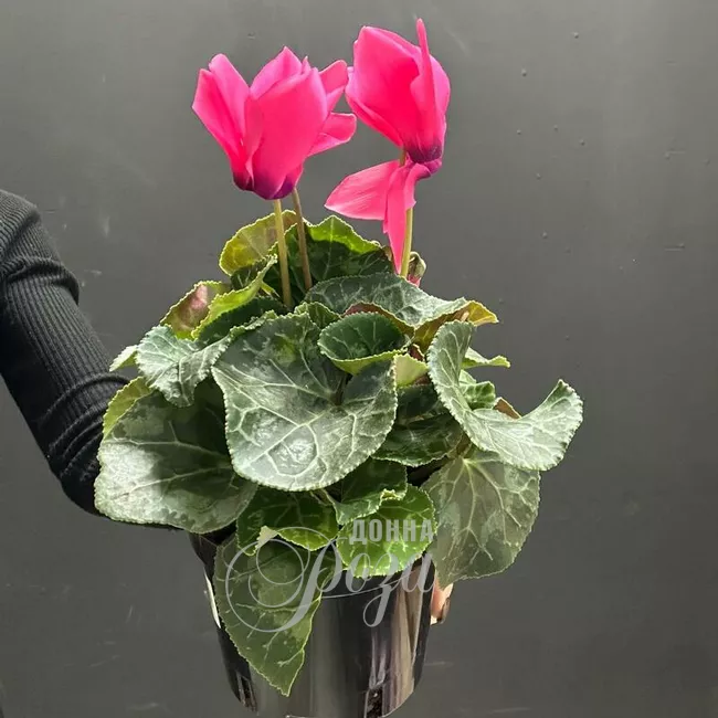 Цикломен горшечное растение