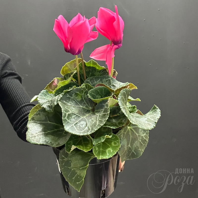 Цикломен горшечное растение