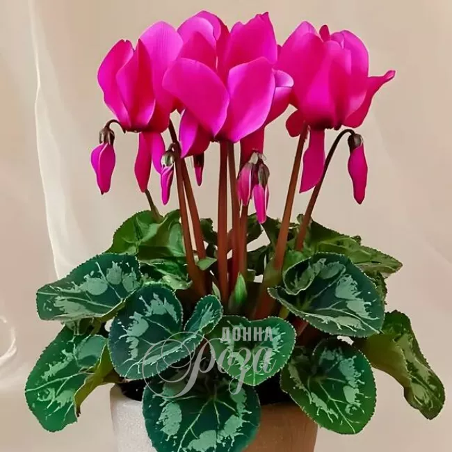 Цикломен горшечное растение 1