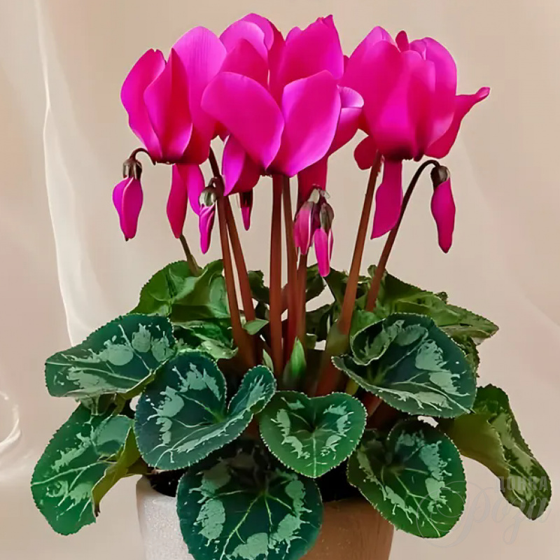 Цикломен горшечное растение 1