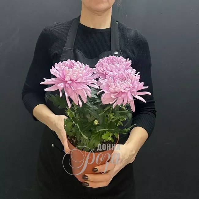 Хризантема Зембла горшечное растение