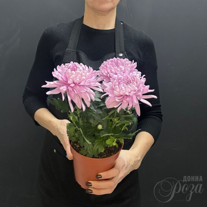 Хризантема Зембла горшечное растение