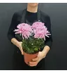 Хризантема Зембла горшечное растение