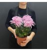 Хризантема Зембла горшечное растение