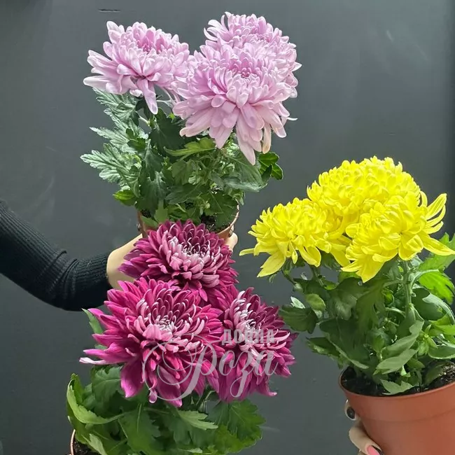 Хризантема Зембла горшечное растение 2