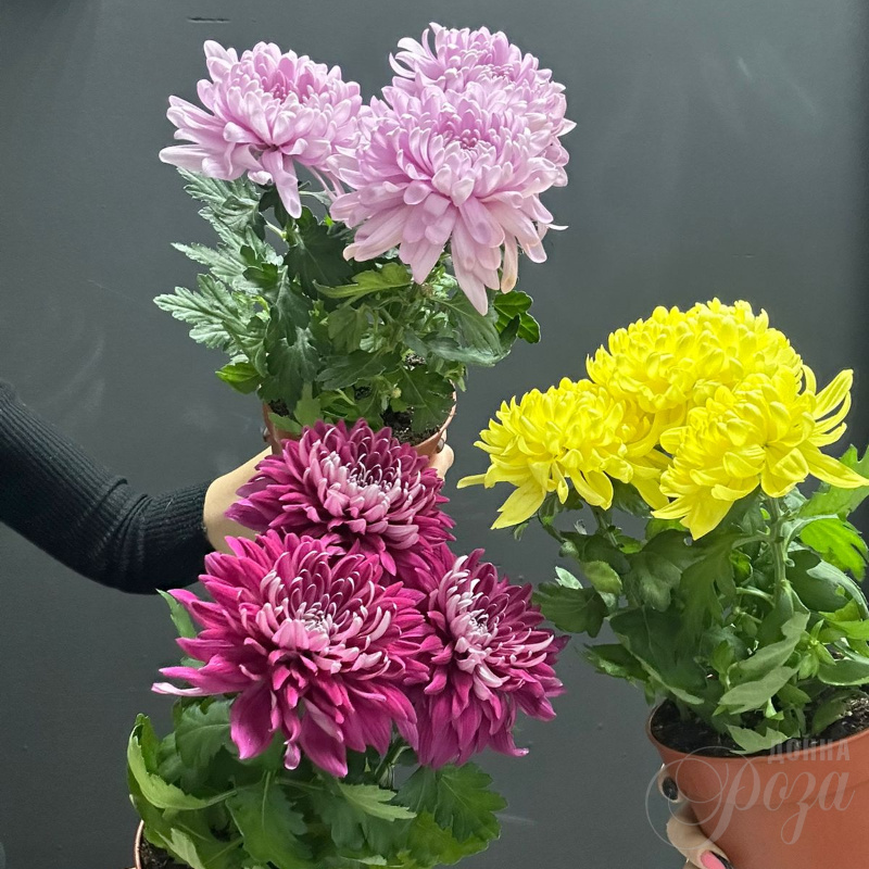 Хризантема Зембла горшечное растение 2