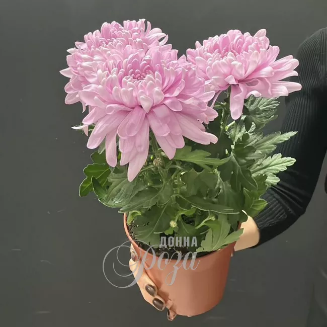 Хризантема Зембла горшечное растение 1