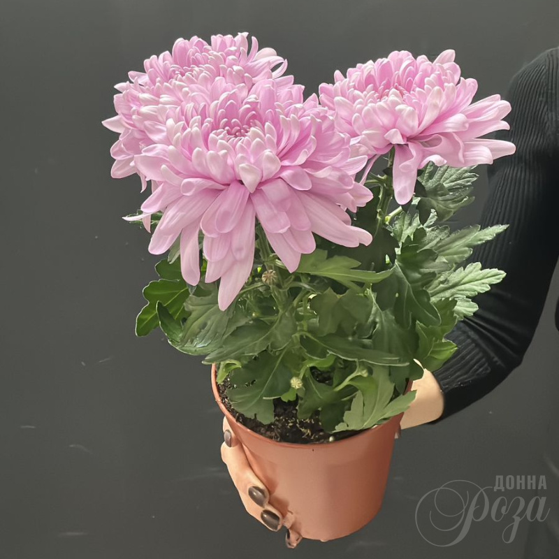 Хризантема Зембла горшечное растение 1