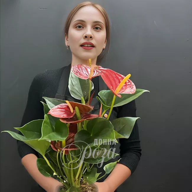 Антуриум горшечное растение 1