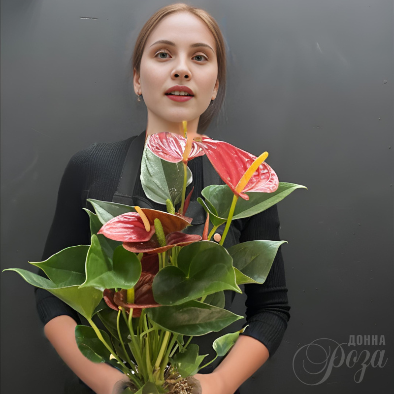 Антуриум горшечное растение 1