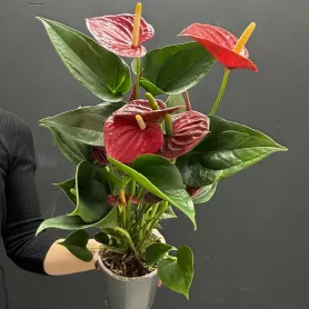Антуриум горшечное растение от интернет-магазина «Донна Роза» в Кемерове