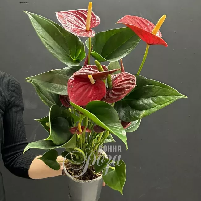 Антуриум горшечное растение
