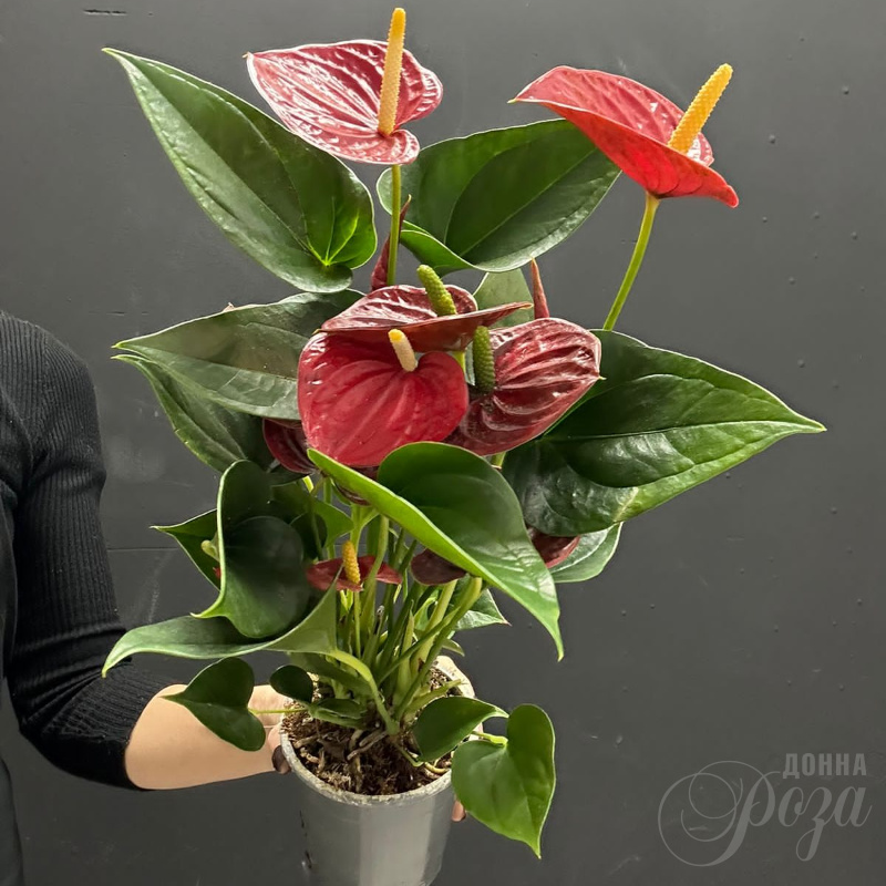 Антуриум горшечное растение