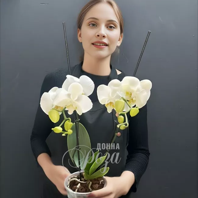 Орхидея Фаленопсис 2-х ствольный 1