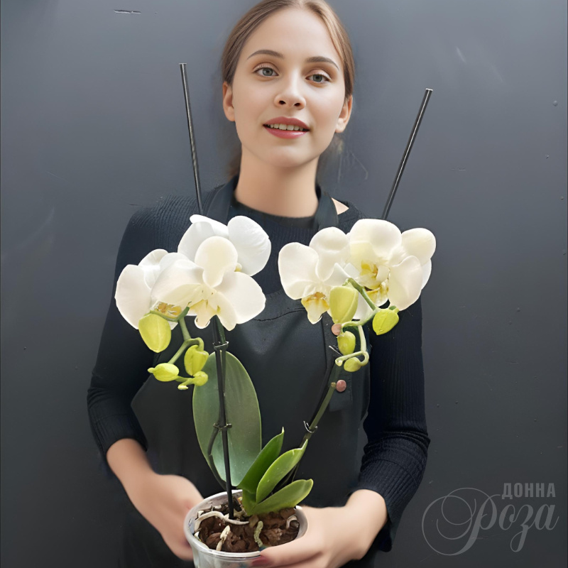Орхидея Фаленопсис 2-х ствольный 1