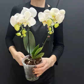 Орхидея Фаленопсис 2-х ствольный от интернет-магазина «Донна Роза» в Кемерове