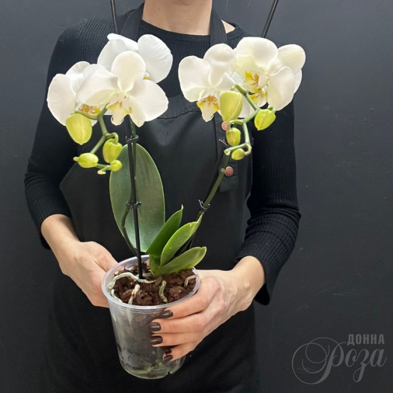 Орхидея Фаленопсис 2-х ствольный