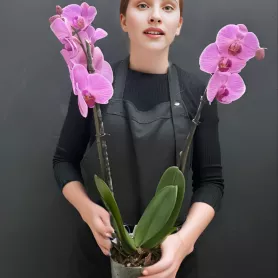 Орхидея Фаленопсис 2-х ствольный розовый от интернет-магазина «Донна Роза» в Кемерове